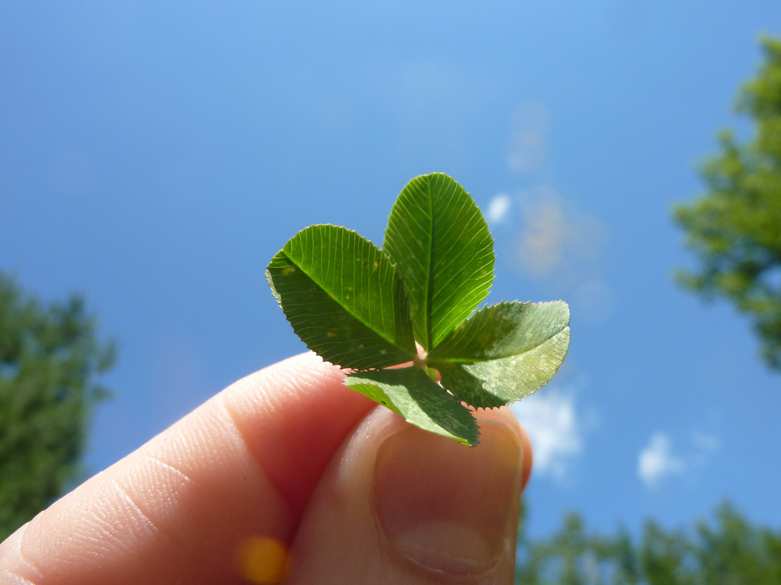 Hand Holding Four Leaf Clover